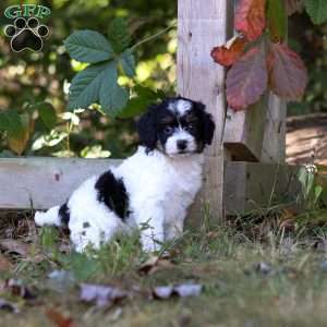 Wyatt, Cavapoo Puppy